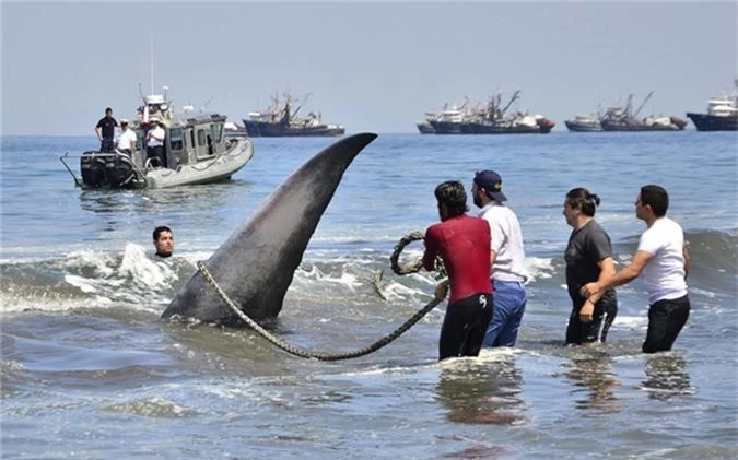 Ảnh động vật tuần: Rái cá khổng lồ ngấu nghiến con mồi - Hình 12 Anh dong vat tuan: Rai ca khong lo ngau nghien con moi-Hinh-12