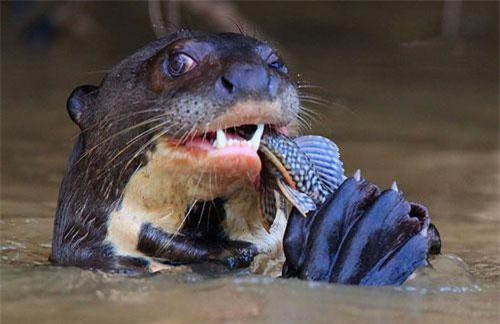 Rái cá khổng lồ ngấu nghiến con mồi