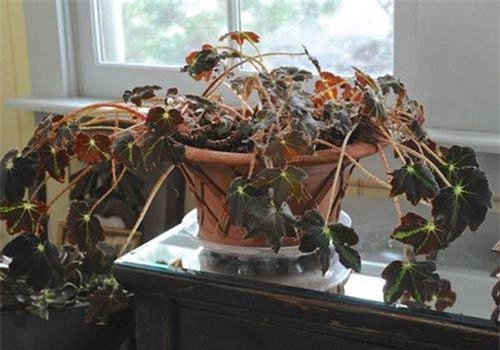 Sáng ra thấy nhà có dấu hiệu này cẩn thận tai ương rơi xuống đầu