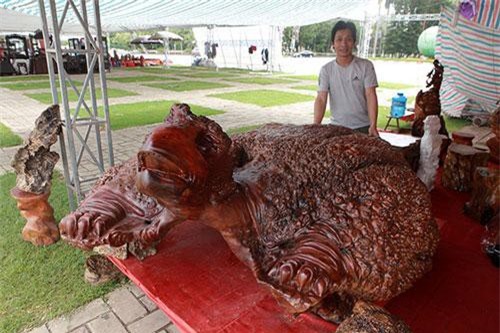 “Cụ rùa” tỏa hương thơm có giá tới nửa tỷ đồng