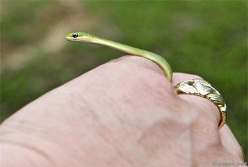 Giải mã những "án oan" có "1-0-2" của động vật