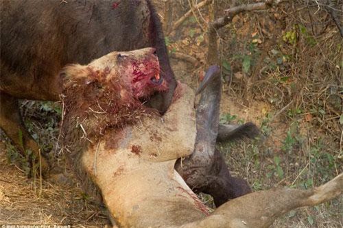 Khốc liệt những trận chiến kinh hoàng của động vật