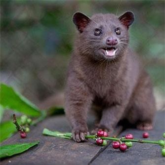 Những khám phá cực thú vị ít biết về loài chồn