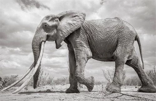 Là một trong những sinh vật cao lớn nhất cư ngụ tại vùng thảo nguyên Kenya, nàng voi tuyệt đẹp và cực kỳ quý hiếm này thu hút mọi ánh nhìn.