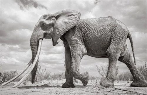 Là một trong những sinh vật cao lớn nhất cư ngụ tại vùng thảo nguyên Kenya, nàng voi tuyệt đẹp và cực kỳ quý hiếm này thu hút mọi ánh nhìn. Là một trong những sinh vật cao lớn nhất cư ngụ tại vùng thảo nguyên Kenya, nàng voi tuyệt đẹp và cực kỳ quý hiếm này thu hút mọi ánh nhìn.