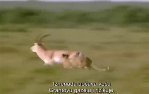 Báo săn hùng hổ vồ linh dương, không ngờ bị con mồi húc cả thủng bụng