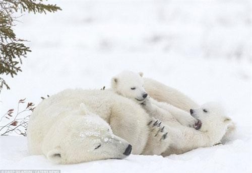 Ngộ nghĩnh cảnh gấu Bắc Cực con cố đánh thức mẹ