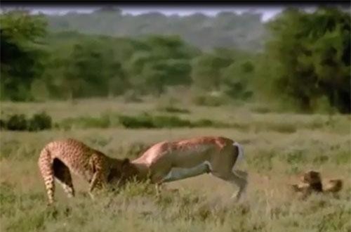 Clip: Báo săn suýt bỏ mạng khi tấn công linh dương