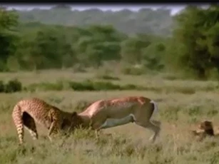 Clip: Báo săn suýt bỏ mạng khi tấn công linh dương