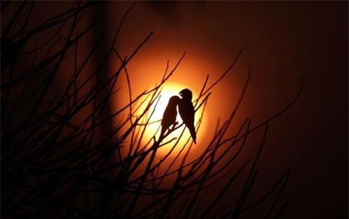 Ảnh động vật ấn tượng: Chim in bóng trời, thằn lằn tắm nắng...