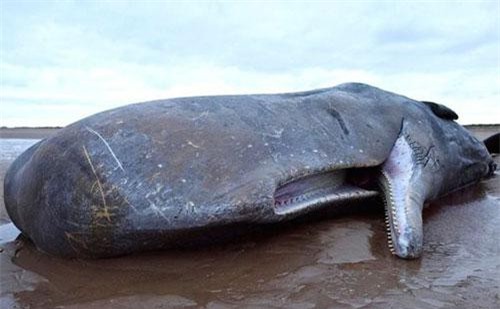 Cá voi mắc cạn ngày càng tăng dọc bờ biển nước Anh