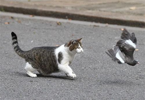 Ảnh động vật: Mèo đuổi bắt chim, sư tử ngáp...