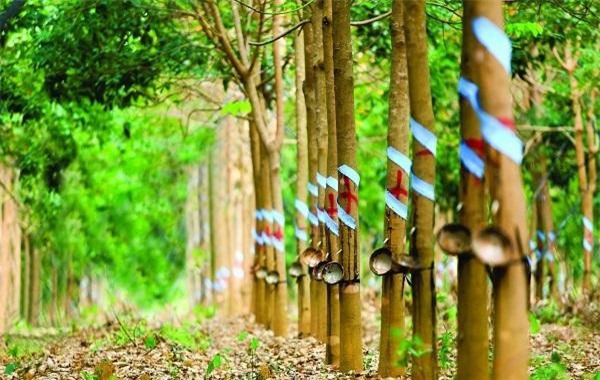 HAGL Agrico chuyển nhượng 1 công ty cao su vốn gần 1.265 tỷ cho Thadi