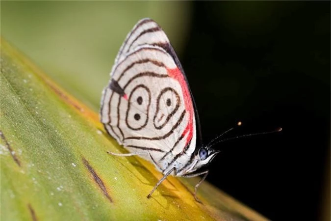 Anh dong vat: Meo duoi bat chim, su tu ngap...-Hinh-8