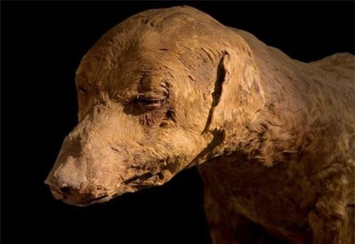 Hàng triệu xác ướp động vật được tìm thấy tại khu chôn cất ở Ai Cập.