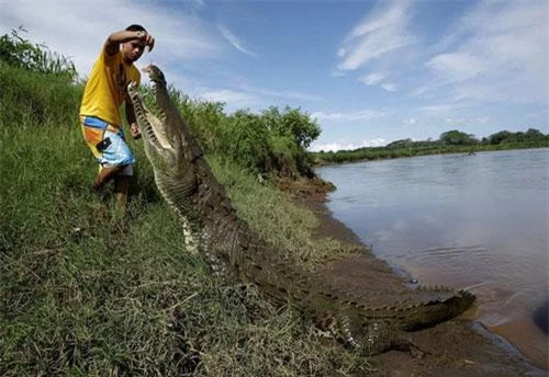 Hình ảnh động vật ấn tượng ghi cảnh người đàn ông cho cá sấu khổng lồ ăn trên bờ sông Tárcoles ở Puntarenas, Costa Rica. (Nguồn Guardian)