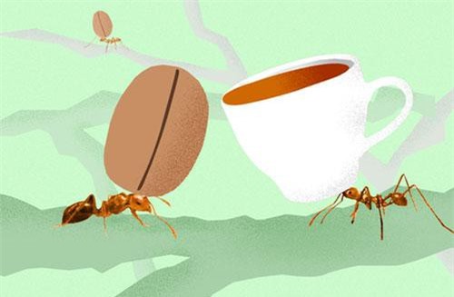 Nghe cafe chồn, cafe voi đã lâu, hóa ra còn có cả "cafe kiến" cực độc mà có tiền cũng chưa chắc mua được