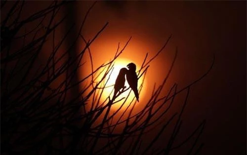 Hình ảnh động vật ghi cảnh cặp chim in bóng trên nền trời lúc bình minh tại khu rừng bị cháy rụi gần thành phố Porto Velho, Brazil. (Nguồn Guardian)