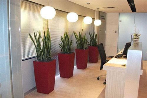 Chỉ đích danh loại cây giúp đuổi vận xui, hút tài lộc gia đình giàu lên nhanh chóng