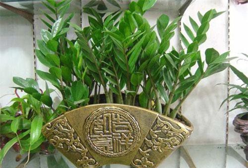 4 loại cây "hút tiền", đặt ở đâu lộc đổ về ở đấy, gia chủ phất lên như diều gặp gió