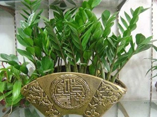 4 loại cây "hút tiền", đặt ở đâu lộc đổ về ở đấy, gia chủ phất lên như diều gặp gió