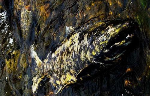 Phát hiện 3 loại virus bí ẩn chưa được phát hiện ở các loài cá hồi Thái Bình Dương