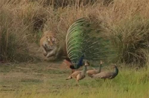 CLIP: Công đực suýt 'hiến thân' cho hổ vì tội 'dại gái'