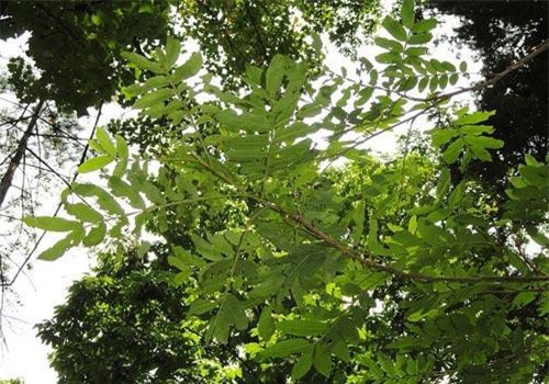 Độc đáo loài cây khiến cá bị “say”, "nổi" nhất xứ Nghệ