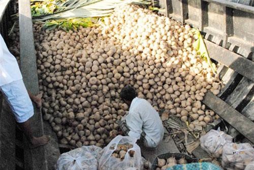 An Giang: Nông dân trồng củ sắn thắng lớn