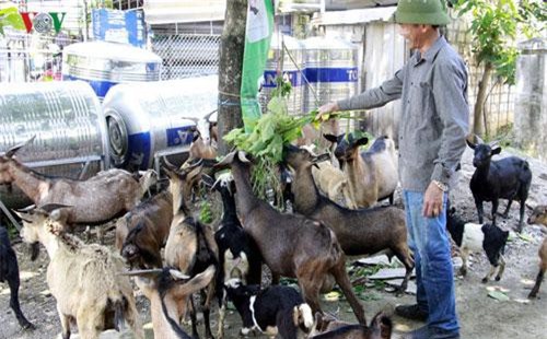 Sơn La: Đưa dê lên đồi chăn thả người dân thu hàng trăm triệu mỗi năm