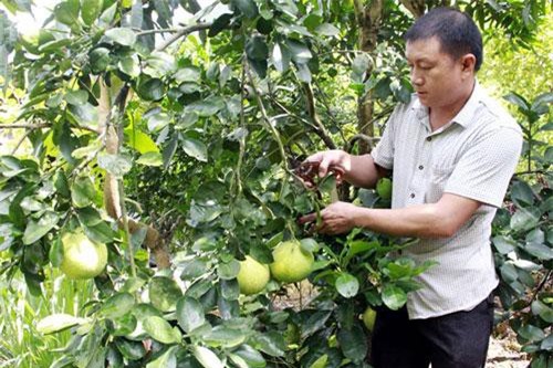 Sơn La: Trồng cây ăn quả trên đất dốc cho thu nhập hơn 500 triệu đồng/năm