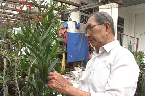 TPHCM: Trồng hoa lan trên 100m2 đất nông nghiệp cho thu nhập trăm triệu/năm