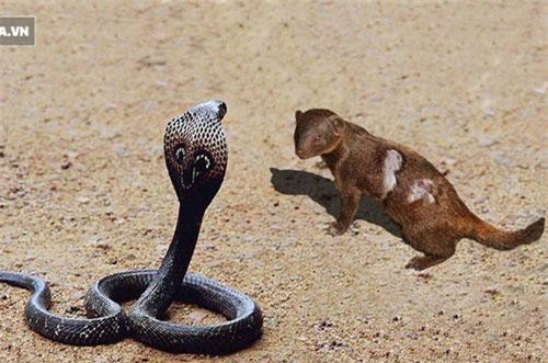 Rắn hổ mang liên tục tấn công cầy mangut, kẻ sơ suất trả giá bằng mạng sống