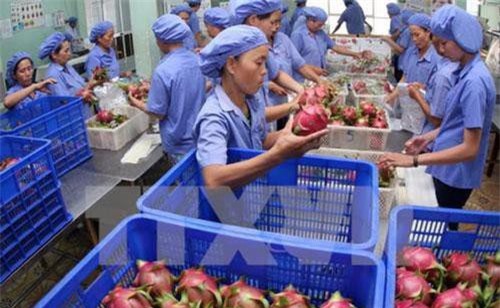 Đầu tư chế biến sâu, đa dạng hóa sản phẩm thanh long xuất khẩu