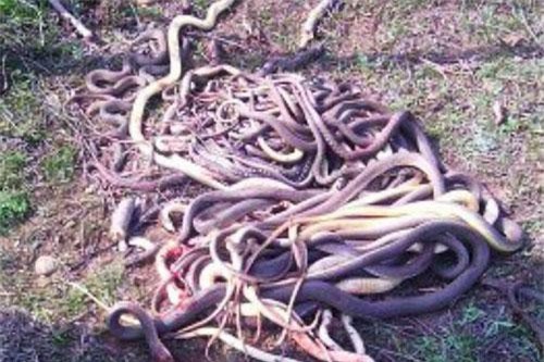 Cụ bà 60 tuổi làm vườn dùng quốc "hạ" một lúc 80 con rắn
