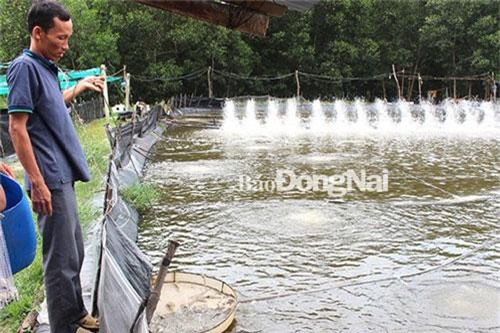 Đồng Nai: Thu bạc tỷ từ nuôi thủy sản nước lợ