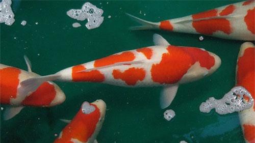 Giật mình loài cá chỉ để làm cảnh mà giá "đắt ngang" 1 căn biệt thự