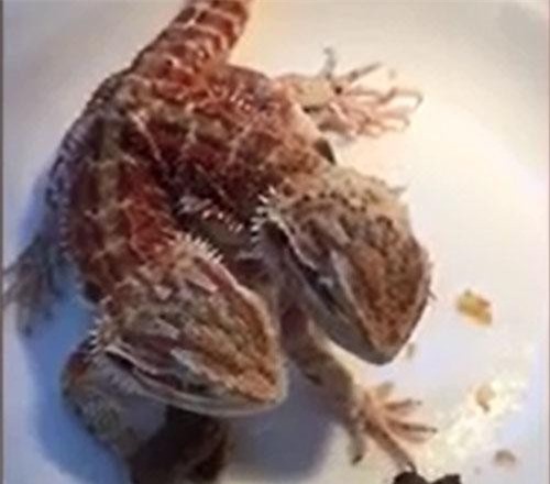 "Chuyện lạ" tắc kè có hai đầu, ăn bằng cả hai miệng