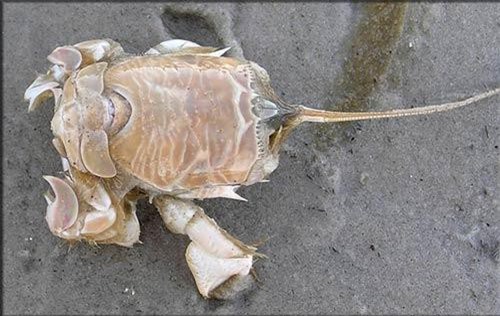 Bất ngờ cua rù rì, đặc sản vùng biển Sa Huỳnh