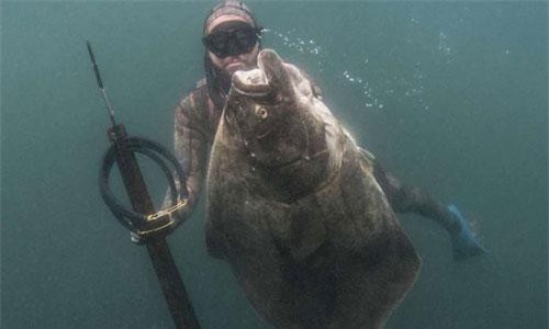 Thợ lặn câu được thủy quái có kích thước siêu to, khổng lồ ở Mỹ
