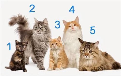 Trắc nghiệm: Bạn nam tính hay nữ tính hơn?