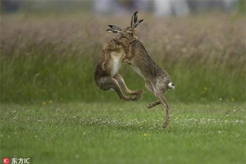 Cận cảnh thỏ nâu nhảy vũ điệu giao phối đầy bạo lực