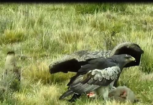 Đại bàng vừa săn được mồi đã bị đòi chia phần