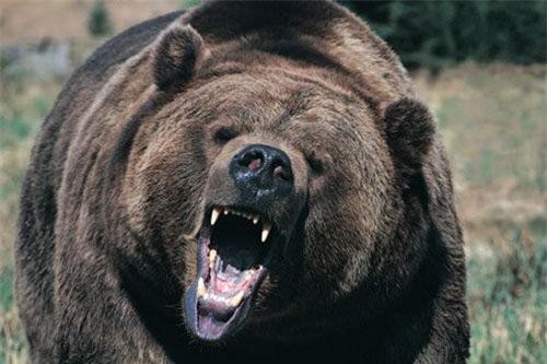 Gấu đen đột nhập vào nhà qua cửa, lúc ra đi thẳng qua tường tạo nên lỗ hổng lớn