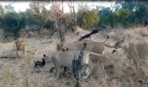 CLIP: Đàn sư tử lép vế trước con mồi bé nhỏ