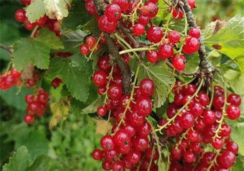 Nho chuỗi ngọc 2 triệu đồng/kg: Cây bụi mọc đầy rừng, ăn chua loét