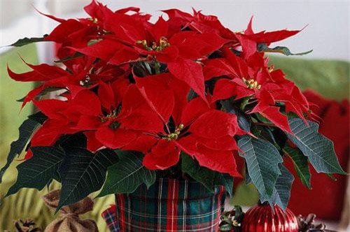 Gọi thần Tài mang lộc về chỉ cần đặt 4 loại cây phong thuỷ này trong nhà, tiền của ập về chật nhà