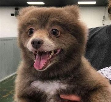 Sinh vật lạ nửa giống gấu, nửa giống chó gây xôn xao
