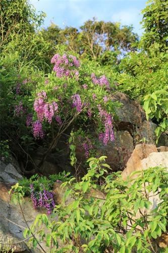 Bất ngờ những loài cây ngư dân Việt hay dùng bắt cá