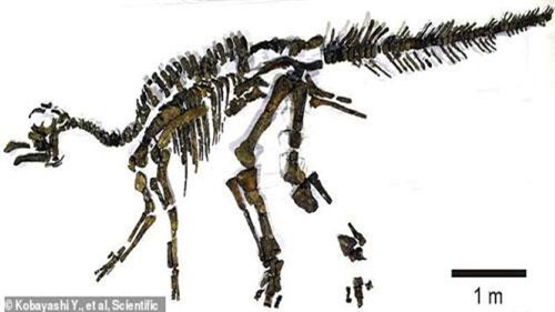 Bộ xương con vật dài 8m này là bằng chứng châu Á từng dính liền châu Mỹ